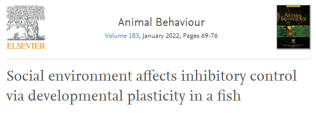 "Guppies reared alone showed higher levels of behavioural inhibition in a foraging task compared to guppies reared in pairs or in groups" #plasticity #fish 

By Tyrone Lucon-Xiccato, <a href="/GiuliaMontalba2/">Giulia Montalbano</a>, <a href="/adamreddon/">Adam Reddon</a>
 and <a href="/CriAuBertolucci/">Cristiano Bertolucci</a>

link: sciencedirect.com/science/articl…