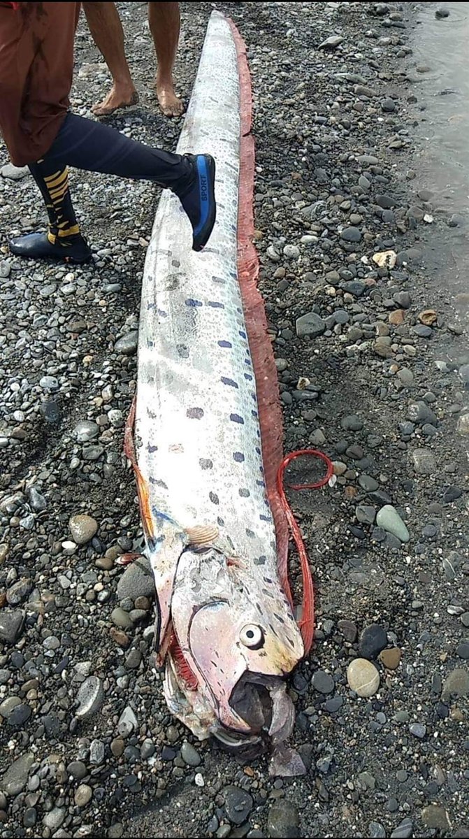 AlertaMundial19's tweet photo. #Taiwan: Pez remo aparece en el condado de Taitung; está asociado a los terremotos..De acuerdo con la cultura japonesa, está asociado al presagio de tragedias naturales como terremotos o tsunamis.
09/06/2022 https://t.co/ULSF8Z2s4Z
