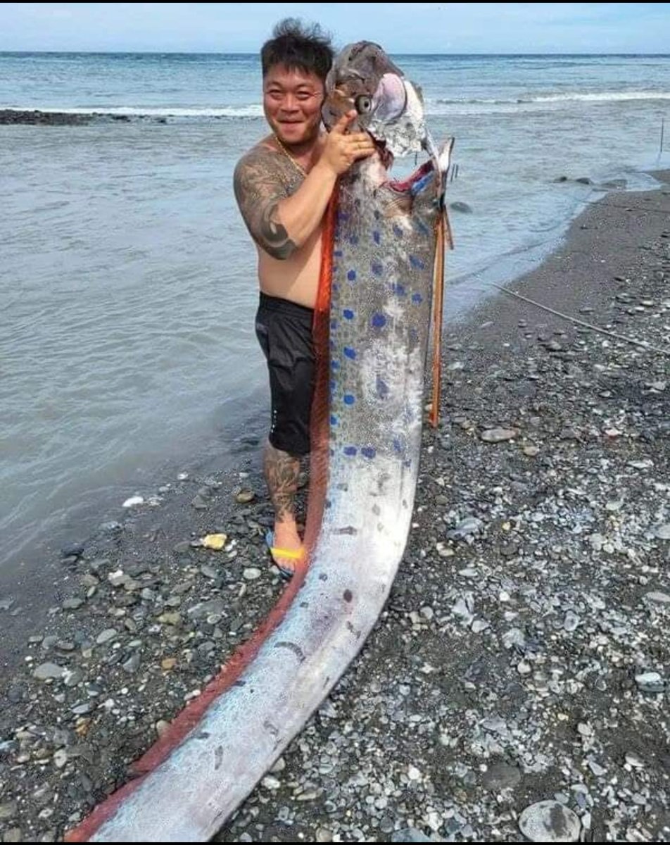 AlertaMundial19's tweet photo. #Taiwan: Pez remo aparece en el condado de Taitung; está asociado a los terremotos..De acuerdo con la cultura japonesa, está asociado al presagio de tragedias naturales como terremotos o tsunamis.
09/06/2022 https://t.co/ULSF8Z2s4Z