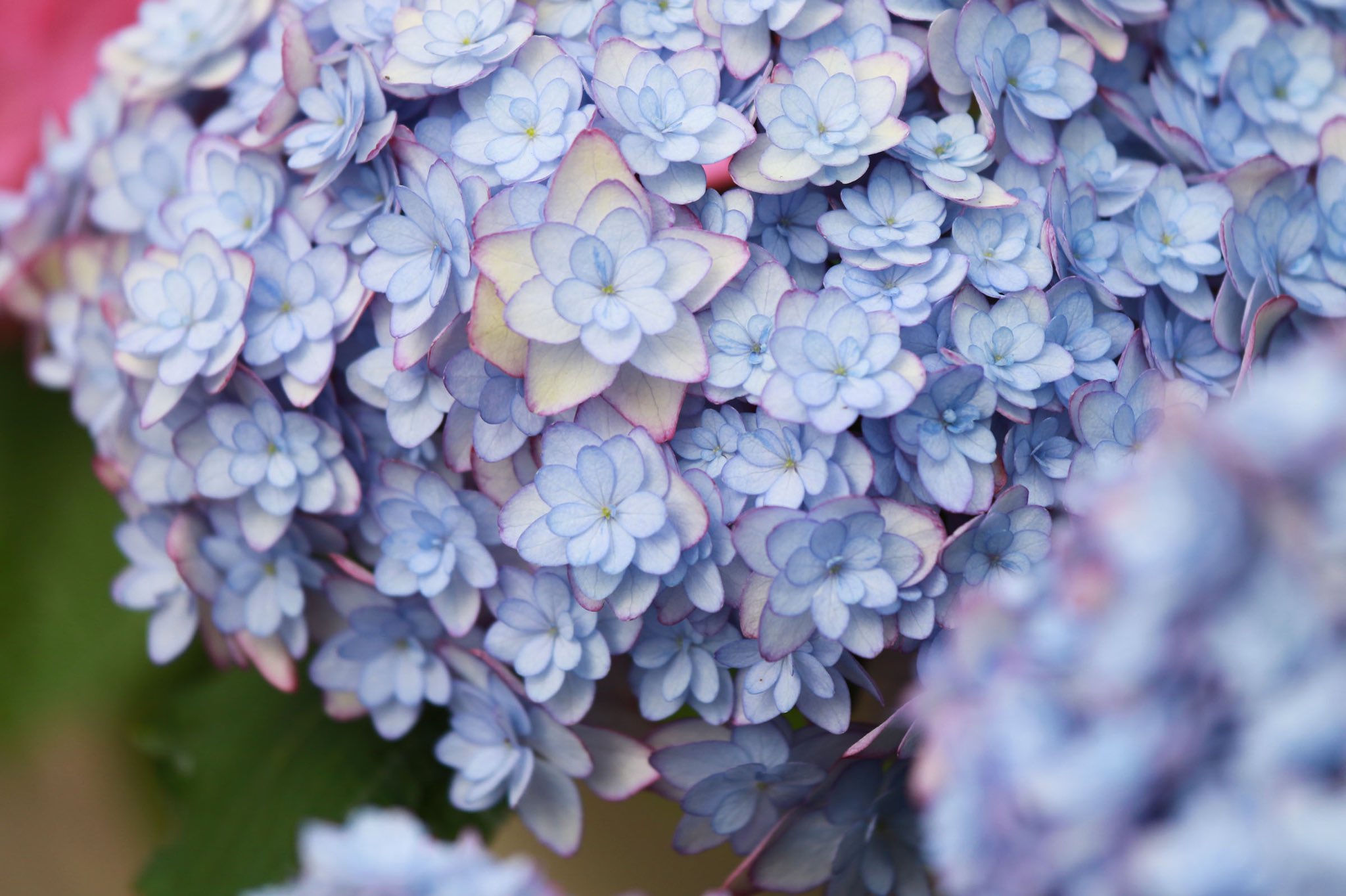 富士花鳥園 アジサイ 加茂荘花鳥園オリジナルブランド Kamoセレクション 品種紹介 品種名 ひな祭りルナ 22年発表の最新品種 ガク咲きの品種 ひな祭り の枝変わりで ひな祭りルナ は手毬咲きです このところ 温室内のアジサイは開花が進ん