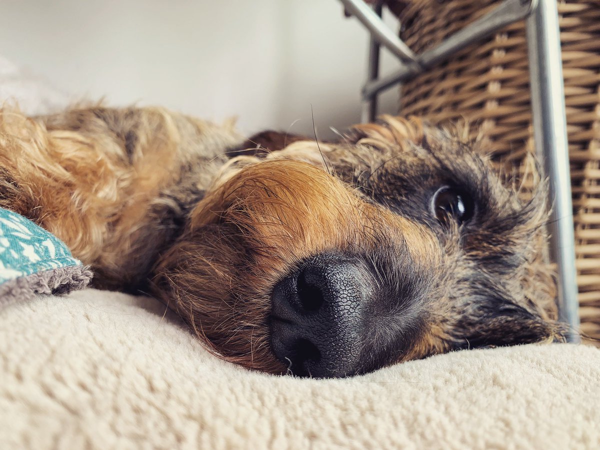 Finn53571796's tweet photo. Friday *boop* ๐ฅฐ๐ฆฆ
#fridaymood
#boop
#supercomf https://t.co/QemgsNnn7B