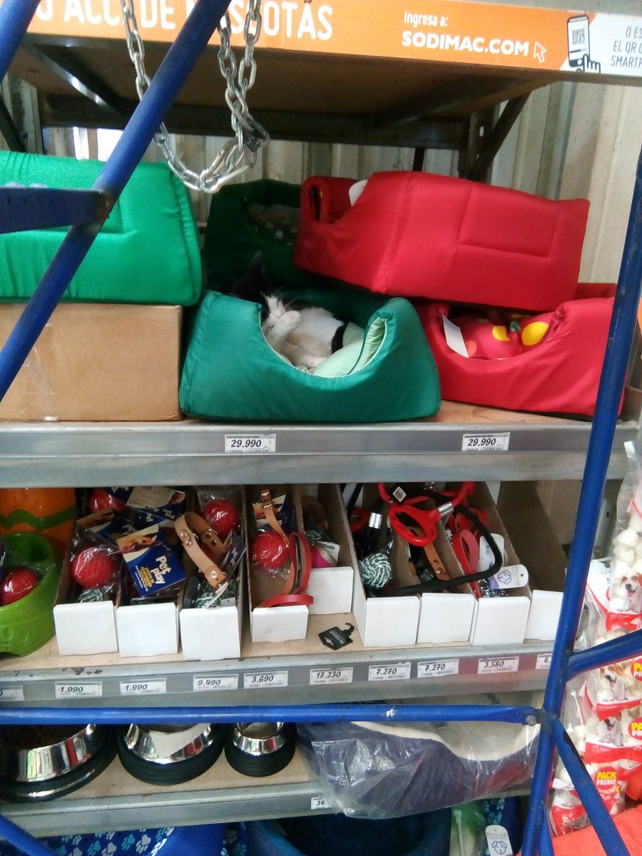 gmmhh04's tweet photo. @RigoJofre A mí me atendió el experto en camas en la misma sucursal de Coyhaique, toda una aventura ir a comprar. https://t.co/ZBz2Qf6qnp