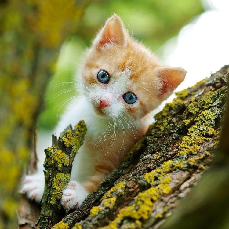 WonderfulSpace4's tweet image. Happy Friday and a beautiful weekend…🌳☀️😻🌹🍃

#GoodMorningEveryone 🌹 #HappyWeekend ☀️ #CoffeeTime ☕️ #CatLovers 🐈 #StayPositive 🌼 #BeKindAlways ❣️