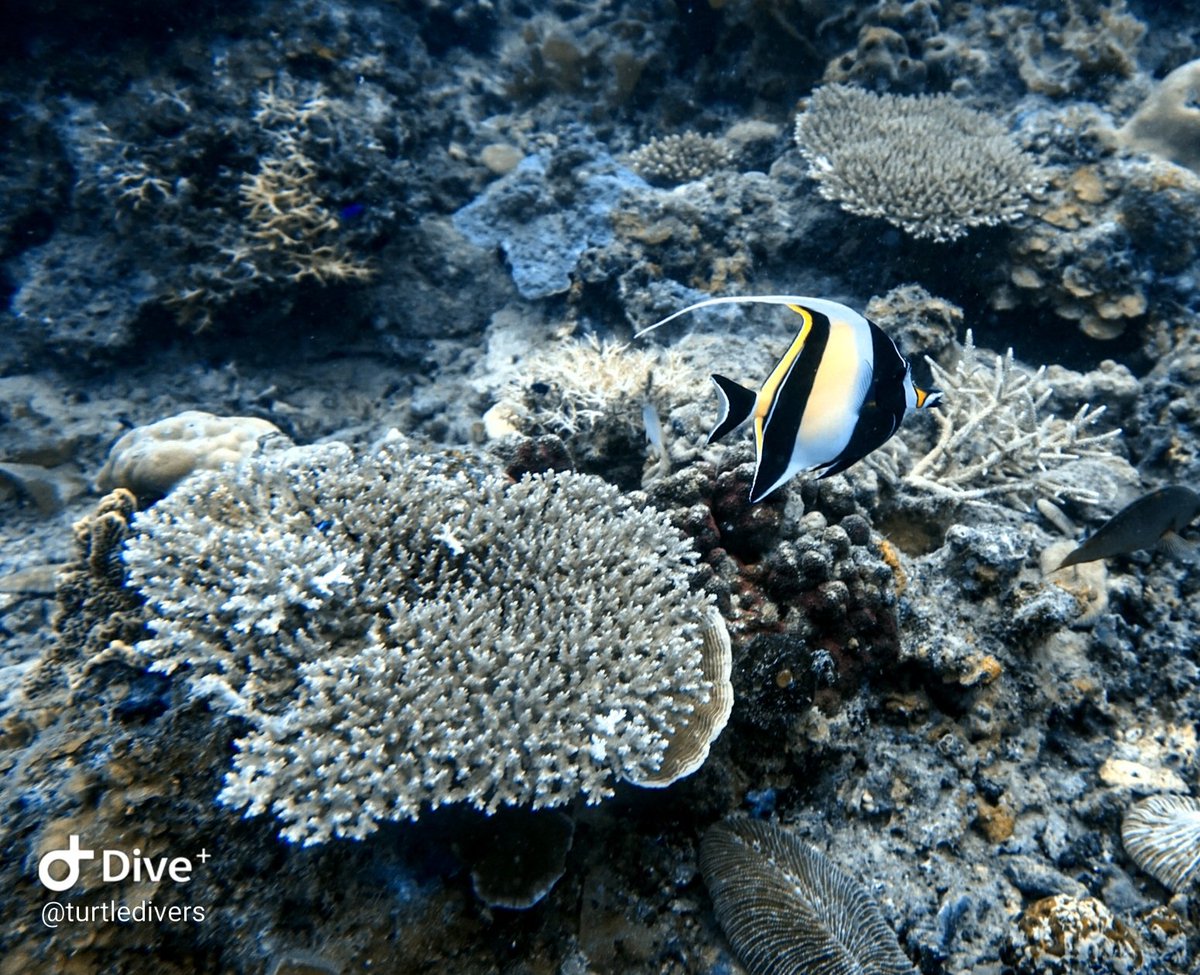 scuba_elnido's tweet photo. Moorish Idol feeds on sponges, coral polyps, tunicates and other micro and macro invertebrates.
Book your next dives now.
Email info@turtle-divers.com
DM or call now 09762111762, 09096540829.
πππ§
π π π π π
.
.
.
#openwaterdiver #elnido #Turtledivers https://t.co/T71ML9HdJc