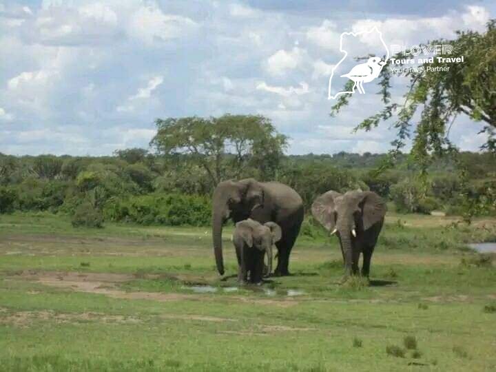 PloverTours's tweet photo. As we wind the week, it's a new day  this side of the wilderness. 
Come enjoy wildlife 
#visituganda
#tourism
#wildlife
#adventureUg https://t.co/6dyCpH8hIZ