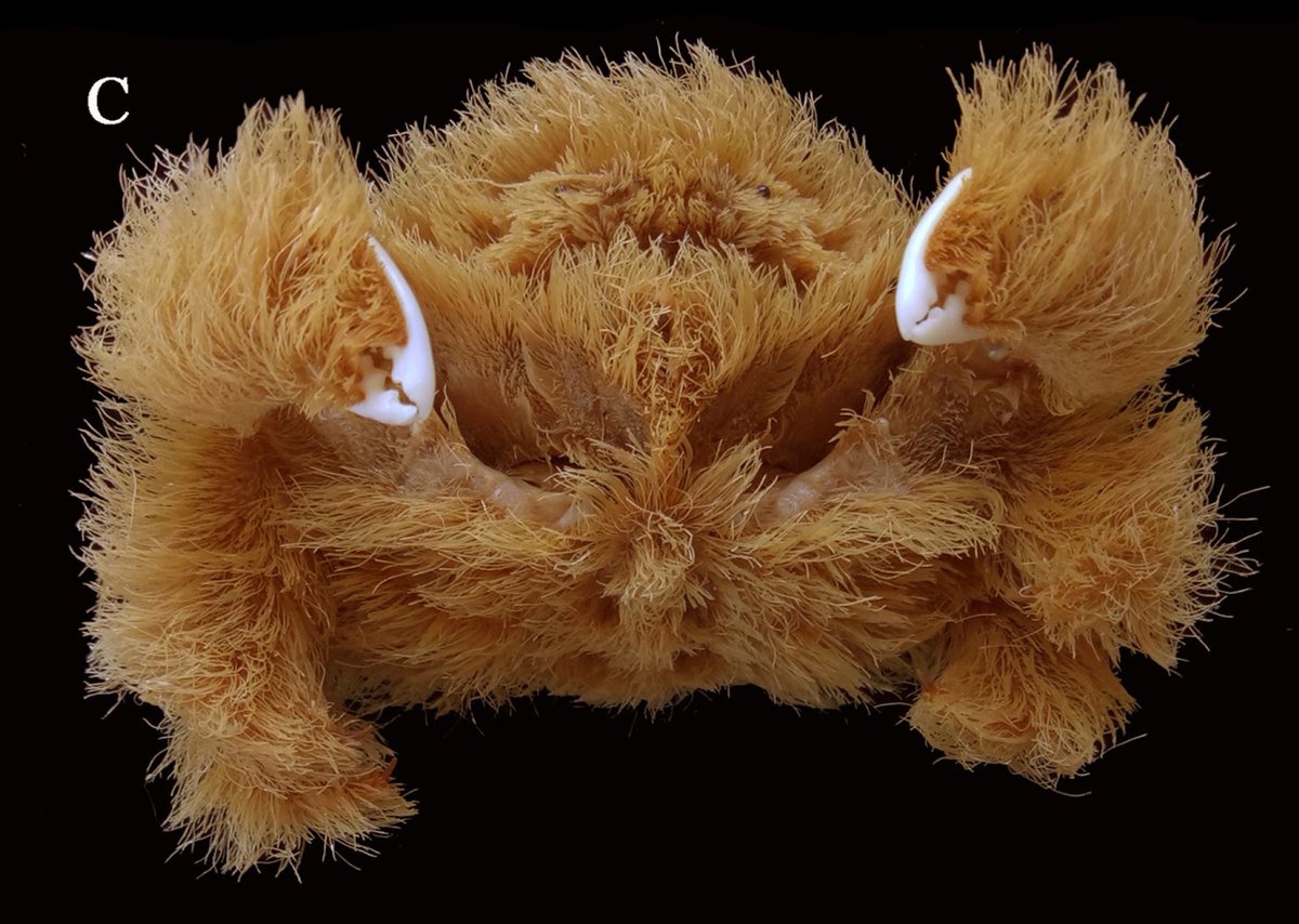 Dr Bryan Lessard tweet media