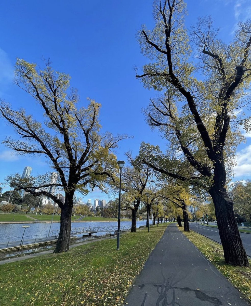 phitchener9's tweet photo. What have you been up to today? Have you left early for the long weekend or are you still at work? #leavesfalling #yellow #autumwinter #changeofseason #planetrees #city #cbd #coffee #caffeine #exercise #relaxing #chilly #wind #freezing #rugup https://t.co/3vxuxG0Lvw
