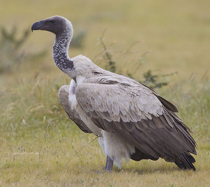 africanbirdname's tweet photo. Accipitridae: vulture
#Kiswahili: kwera
#ChiBemba: ikubi
#ChiChewa / #ChiNyanja: khuwi
#Kiikaonde: jikubi
#Khonde: liwimba
#Chitonga: sikube
#Chitumbuka: khuvi
#chiYao: kabawe
Photo by Yathin sk CC BY-SA 3.0, https://t.co/tKzL1kTOy5 https://t.co/GVcIYf9If6