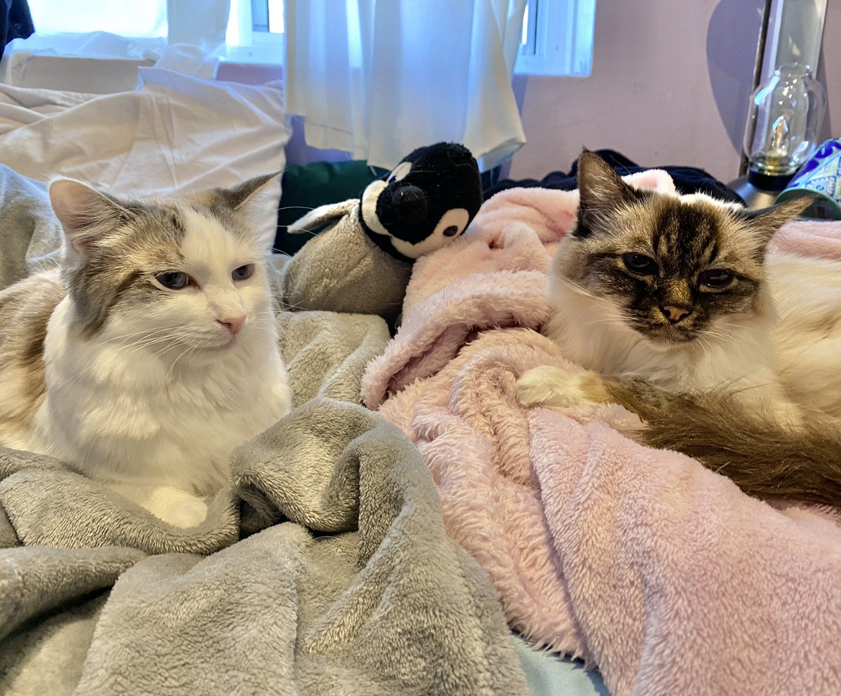 Pamcake 🌈 Misty Mia 🩷 tweet media