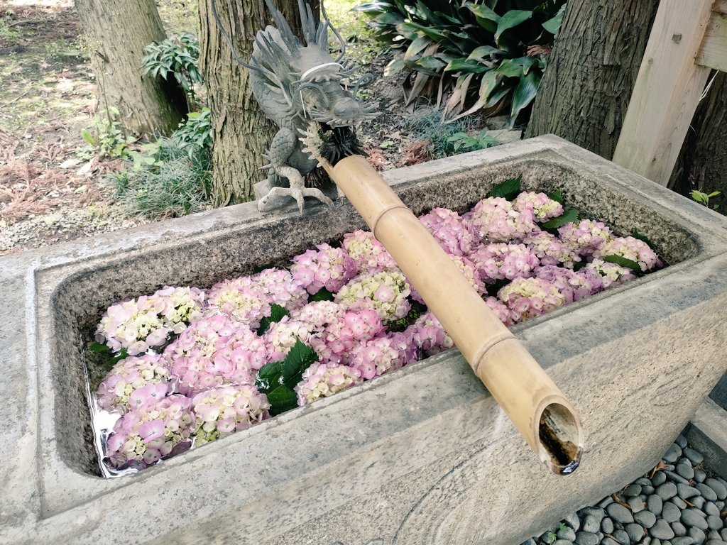 ichineko25's tweet photo. 氏神様の神社に参拝に行ったら手水舎が紫陽花でいっぱいだった。 https://t.co/gjPBn832pX