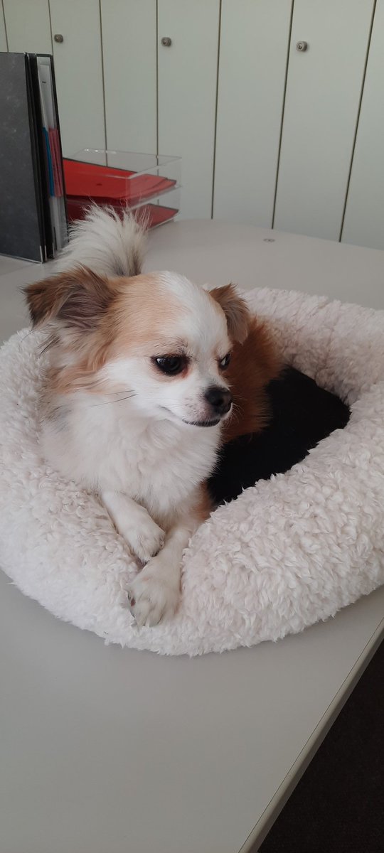 #Oskar ist auch wieder am Start. 🐶
#workdogbalance