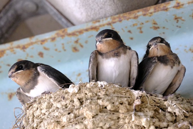 ツバメ 高画質 のtwitterイラスト検索結果