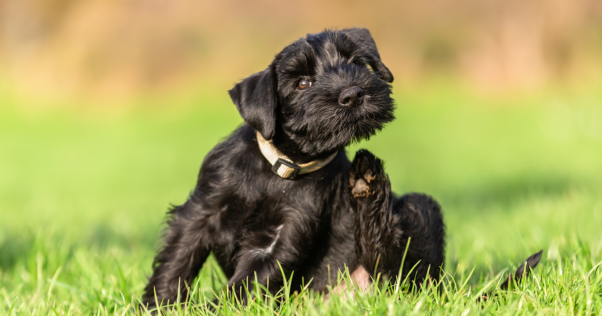 External parasites are no joke if you’re a dog. Here’s our guide to identifying if they’re what’s causing your dog to scratch. spr.ly/6017zOwTH