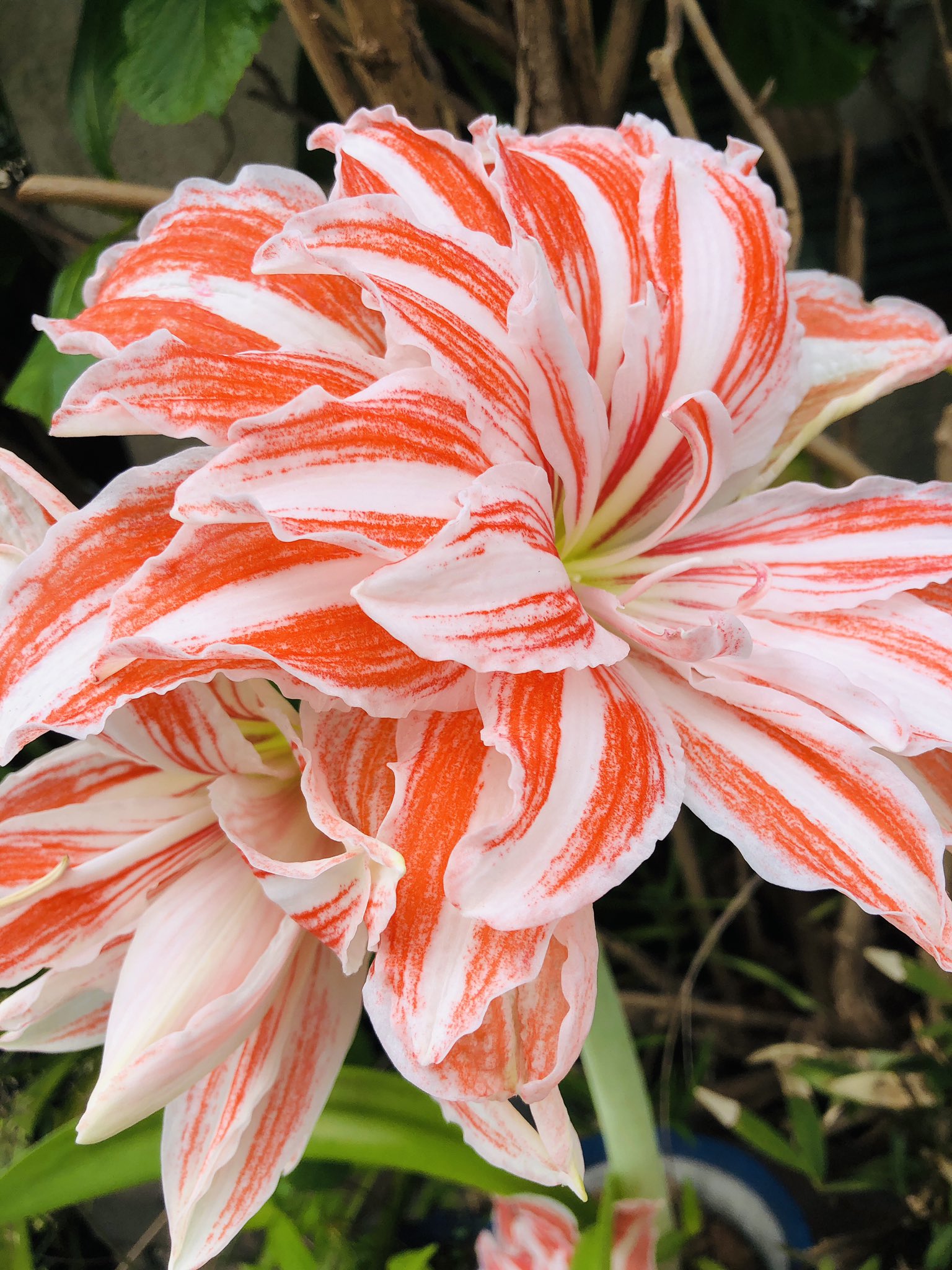 山中真奈 シングルマザー下宿 世田谷 カニカマか豚バラ 花 名前がわからない T Co Vialvjhjsh Twitter