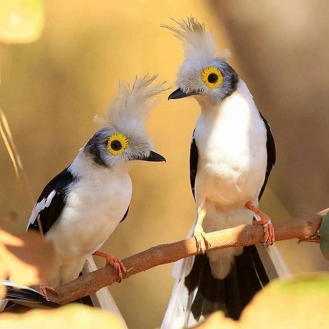 Aves y más (@avesymas69) on Twitter photo 