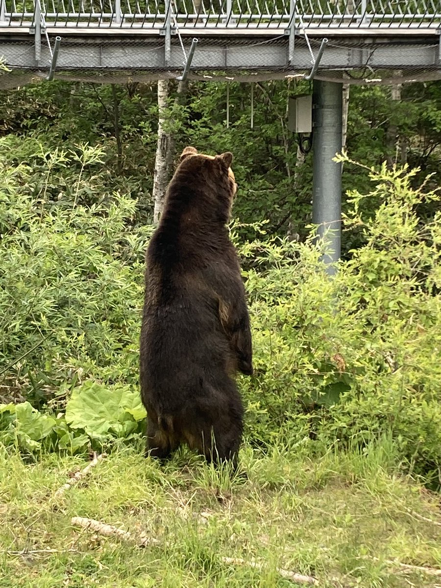 Mitt_FC's tweet photo. ミットには会えませんでしたが、、。
レラが垂直立ちしているのを見れました🐻

I didn't get to see Mitt, but...(T ^ T)
I did see Rera standing vertically.🐻

#ベア・マウンテン #エゾヒグマ #レラ #ミットファンクラブ
#BearMountain #BrownBear #Rera #MittFC

ちょっと猫背🤣 https://t.co/o1QdzNeD80