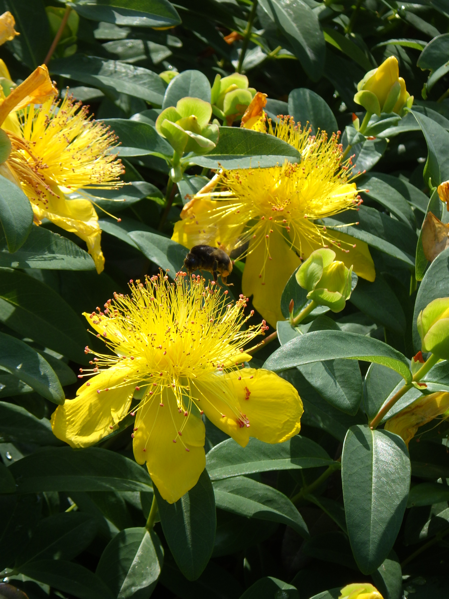 新潟県立植物園 花と緑の情報センター前と宿根草花壇ではヒペリカム オトギリソウ科 をご覧いただけます 黄金色の花が上向きに咲き 多数の雄しべが突き出すのが特徴です よく見ると 蜂が飛んでます Yh ヒペリカム 新潟県立植物園 植物