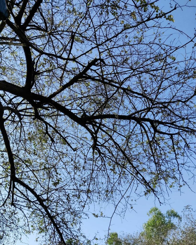 ankur_chipps's tweet photo. Mul-twig-verse of Madness https://t.co/hGBbtAIklH https://t.co/EKv54SYjjw