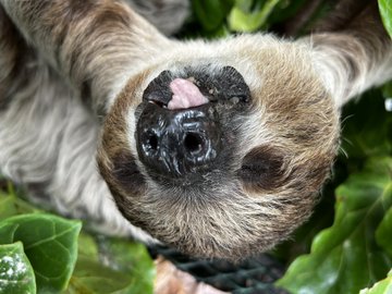 おもしろすぎるぞナマケモノ 生態と特徴 動かない理由がわかる記事 Zoo Zoo Diary