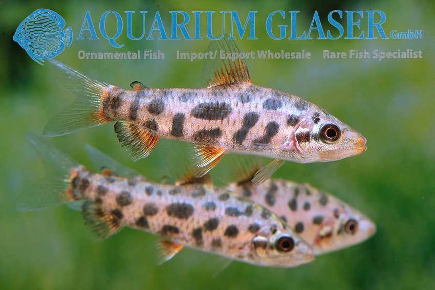 aquariumglaser's tweet photo. #Leporinus sp. "#Strawberry" #Bred 
find more details and pics @ https://t.co/kgExUnMeDk https://t.co/HuiQeHdxSl