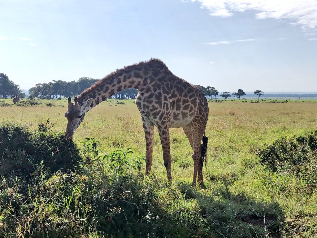 SafariQween's tweet photo. Giraffes in the Masai Mara. @KensingtonTours Africa https://t.co/fE5yo4vIxX