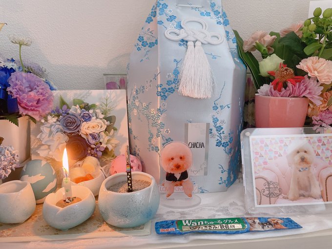 ただいまー💜 チャチャにお線香🐶&hearts;︎ ただいまチャチャ💛 https://t.co/MQbzJdtxYk<a href="/tag/wbc%E6%97%A5%E6%9C%AC%E4%BB%A3%E8%A1%A8"class="tags"><span>#wbc日本代表</span></a>