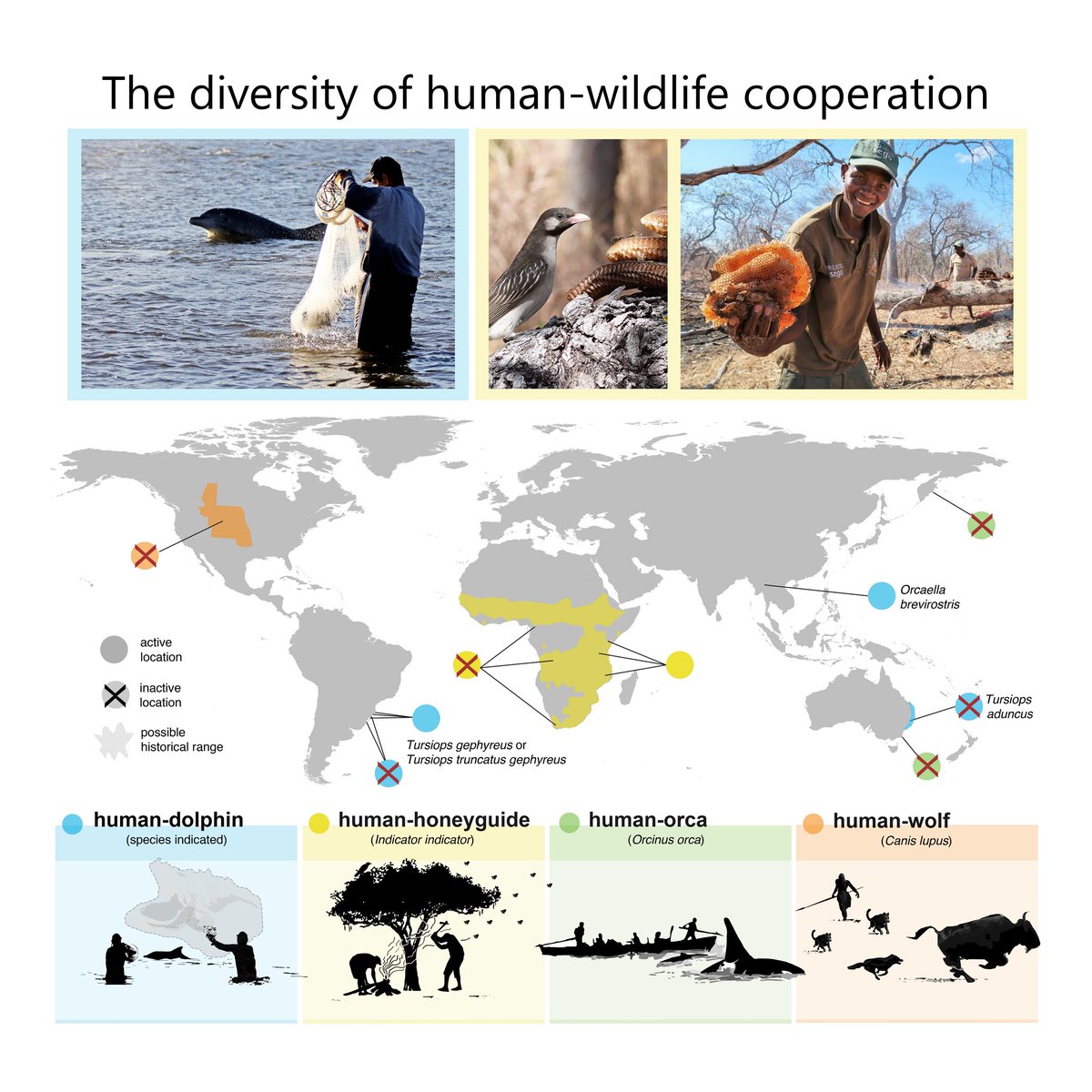 Jessica van der Wal (@jesvanderwal) on Twitter photo New paper on safeguarding human-wildlife cooperation <a href="/ConLetters/">Conservation Letters</a>! In a team of 43 scientists, conservationists & human-wildlife cooperation practitioners, we review the benefits, threats & safeguarding considerations of human-wildlife cooperation: conbio.onlinelibrary.wiley.com/doi/full/10.11… New paper on safeguarding human-wildlife cooperation <a href="/ConLetters/">Conservation Letters</a>! In a team of 43 scientists, conservationists & human-wildlife cooperation practitioners, we review the benefits, threats & safeguarding considerations of human-wildlife cooperation: conbio.onlinelibrary.wiley.com/doi/full/10.11…