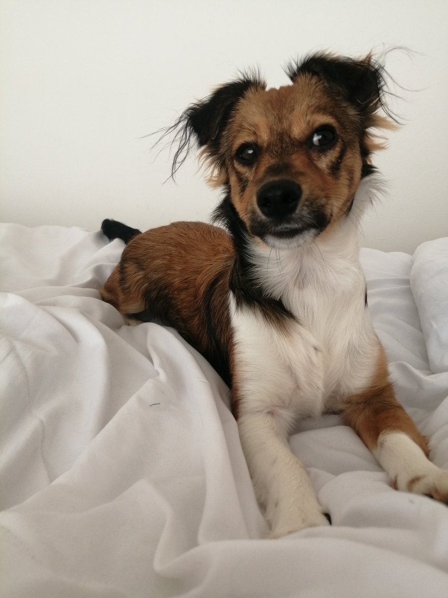 Preshie27's tweet photo. Mornings with Kai https://t.co/qRUGmDgkdm