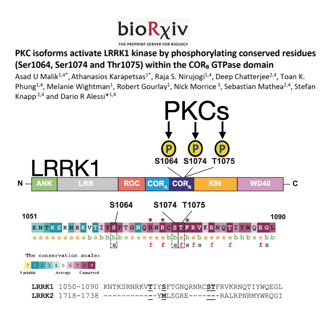 Excited to announce preprint from Alessi &amp; Knapp labs describing new kinase activated by PKC isoforms through an unexpected mechanism: biorxiv.org/content/10.110… ​#LRRK2 #LRRK1 #PKC <a href="/ASAP_Research/">Aligning Science Across Parkinson’s</a> <a href="/LRRK2_central/">LRRK2 Central</a>