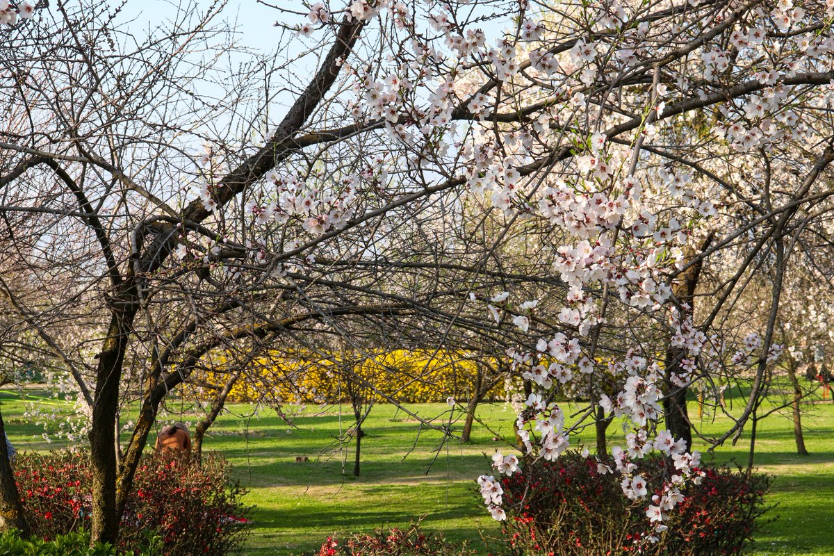 kashgraphs's tweet photo. The early bloom of flowers on Almond trees in the sprawling historic Badamwari garden in Shahr-e-Khaas has become a source of attraction for nature lovers and tourists, alike.

Photos : @mufeed_hilal for @kashgraphs https://t.co/zAHVnWF1PO