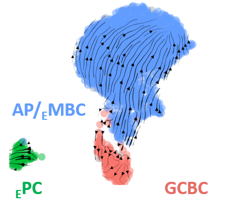We are looking for a postdoc bioinformatician for very exciting single cell multiomics projects. Please spread the word. ki.varbi.com/position/appli…