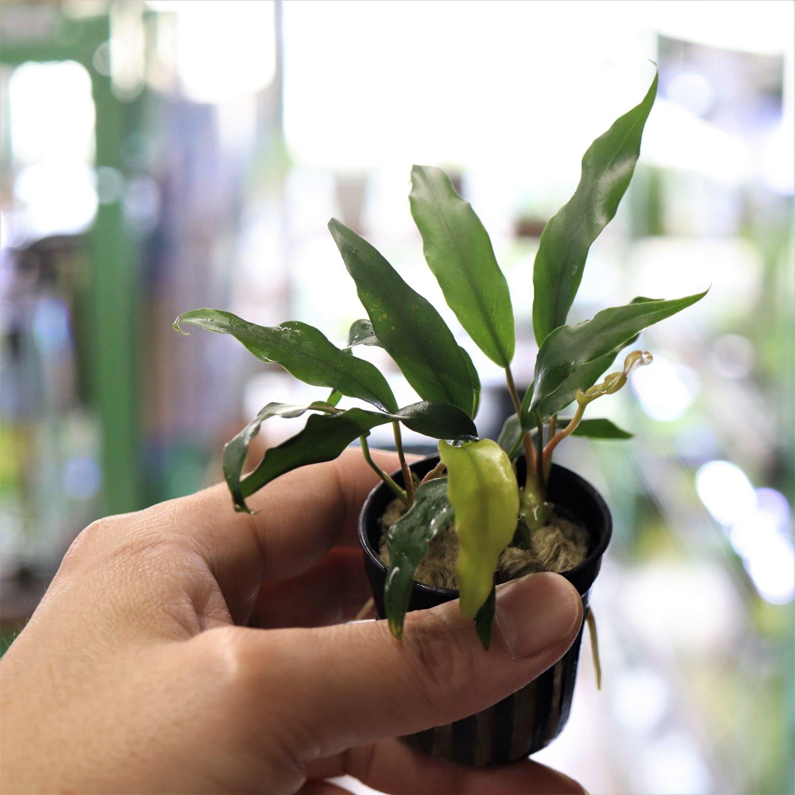 تويتر Waterplantslover على تويتر アヌビアス グラブラ Anubias Barteri Var Glabra タイ便のミニマ 最近 ドラゴンクロウ来ないけど 良い出来なので これでもあり ぜひ レイアウトに活かしてください Waterplantslover 水草 ボトルアクアリウム