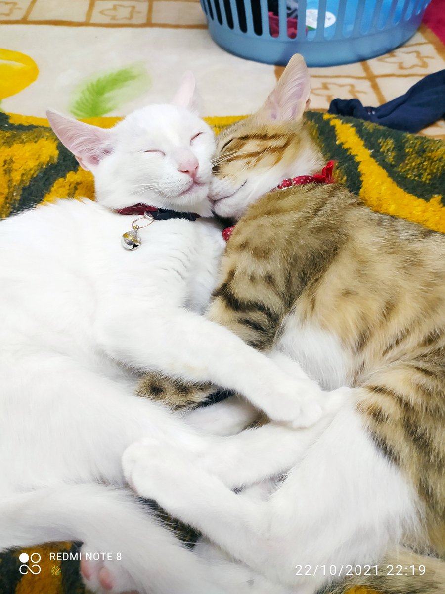 Boncuk_masal's tweet photo. Zaman ne çabuk geçiyor daha dün minicik bebektiniz şimdi ise büyüyüp koca kızlar oldunuz iyiki hayatımdasınız❤️

#Like #CatsOfTwitter #LoveIsland #Turkey #LikeForLikes #Trending https://t.co/5TZC3zuLfg