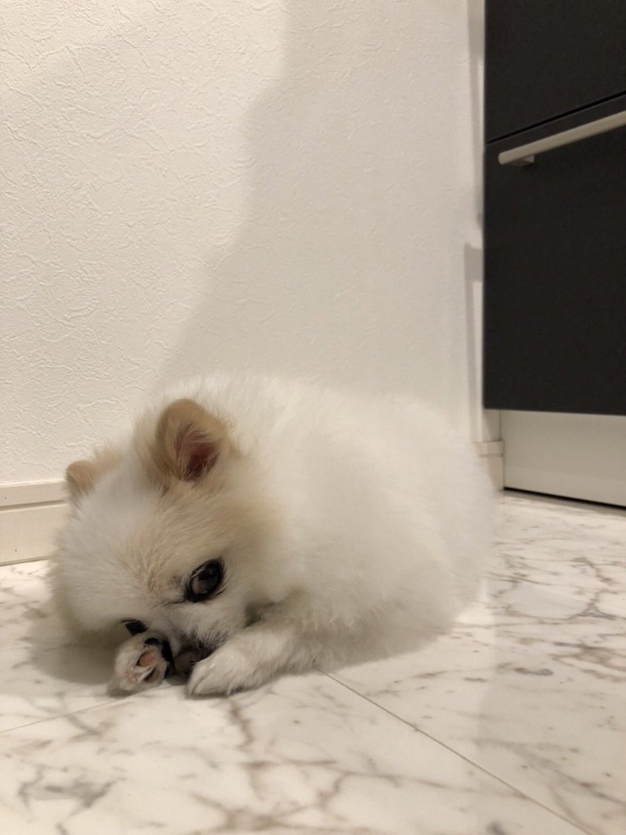 六法 (@roppou2) on Twitter photo 