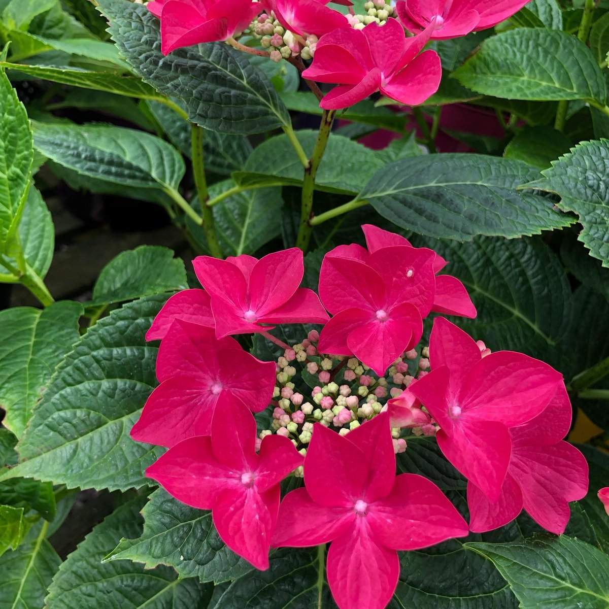 SuregrowGC's tweet photo. Our month of #colour continues! 🌺

𝗦𝘂𝗿𝗲𝗹𝘆 the best #flowers are from #SuregrowGC! ✅ https://t.co/L5FrImpwus