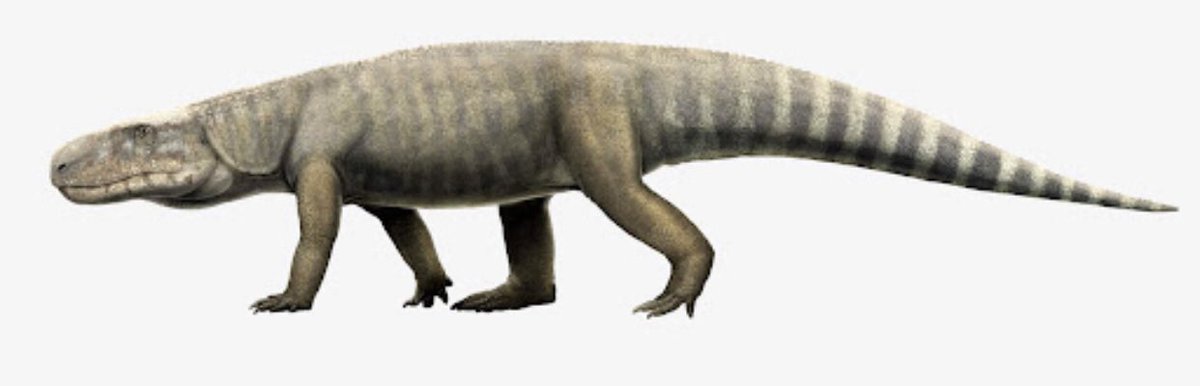 ICB_journal's tweet photo. This advanced paper is getting a lot of buzz👏👏👏
Don’t miss out!

“Early #dinosaurs had some quantifiable differences in #locomotor function and performance vs. some other #archosaurs…” https://t.co/K83945sWTN