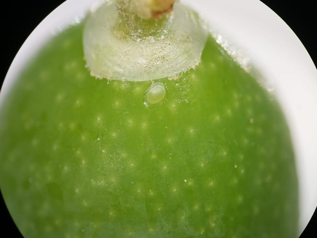 Developing sustainable biosolutions against olive moth, Prays oleae in <a href="/NOVATERRA19/">NOVATERRA</a> . Assessing in the laboratory the number of eggs laid on olive fruits at <a href="/irtacat/">IRTA</a> - Amposta.