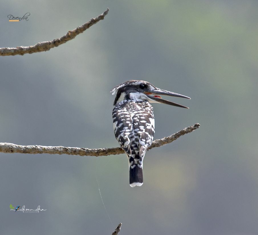 Beautiful creation, Pied Kingfisher. Corbett.
#NaturePhotography #wildlife #IndiAves #NatureBeauty #kingfisher #corbett #natgeoindia #birding #nature #wildlifephotography #TwitterNatureCommunity #twitterbirds #piedkingfisher #fishing #wildearth #blackandwhitephotography #birds