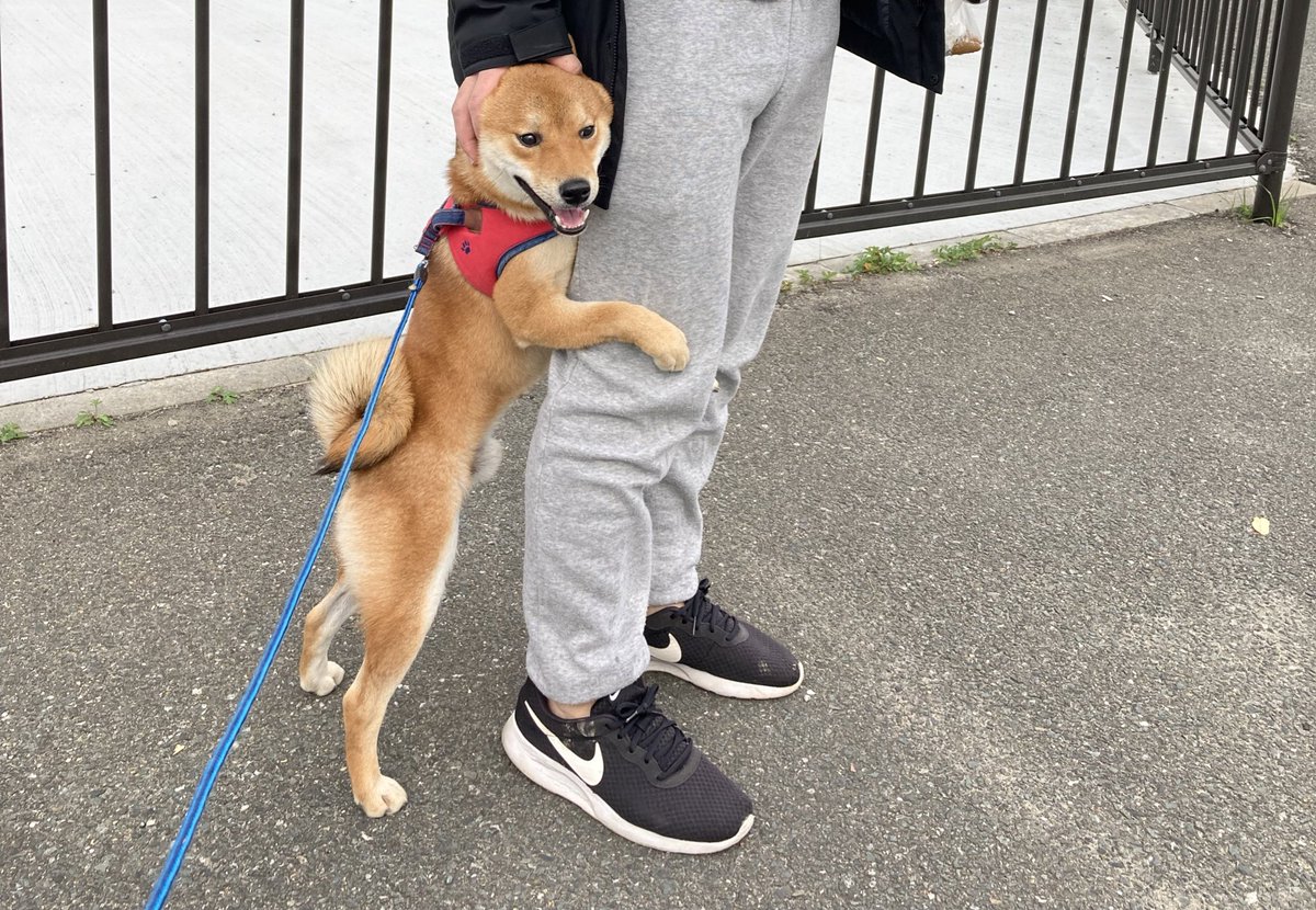 ponponta0202's tweet photo. パパ！抱っこ！！！！

#柴犬 #柴犬のいる暮らし #柴犬のいる生活 https://t.co/cWpJCeznLA