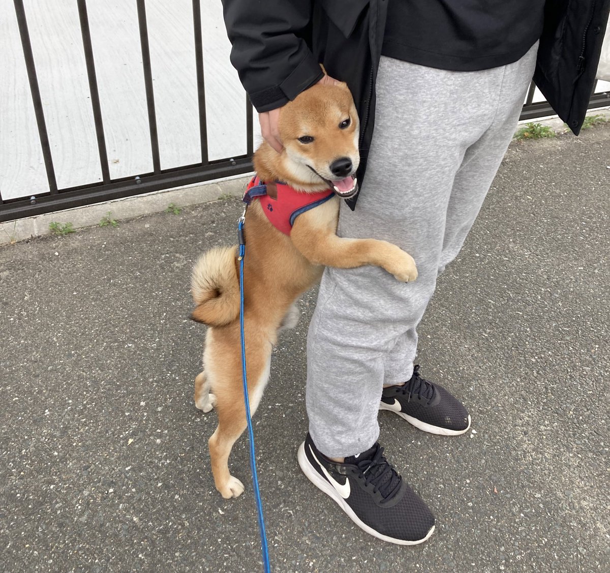 ponponta0202's tweet photo. パパ！抱っこ！！！！

#柴犬 #柴犬のいる暮らし #柴犬のいる生活 https://t.co/cWpJCeznLA