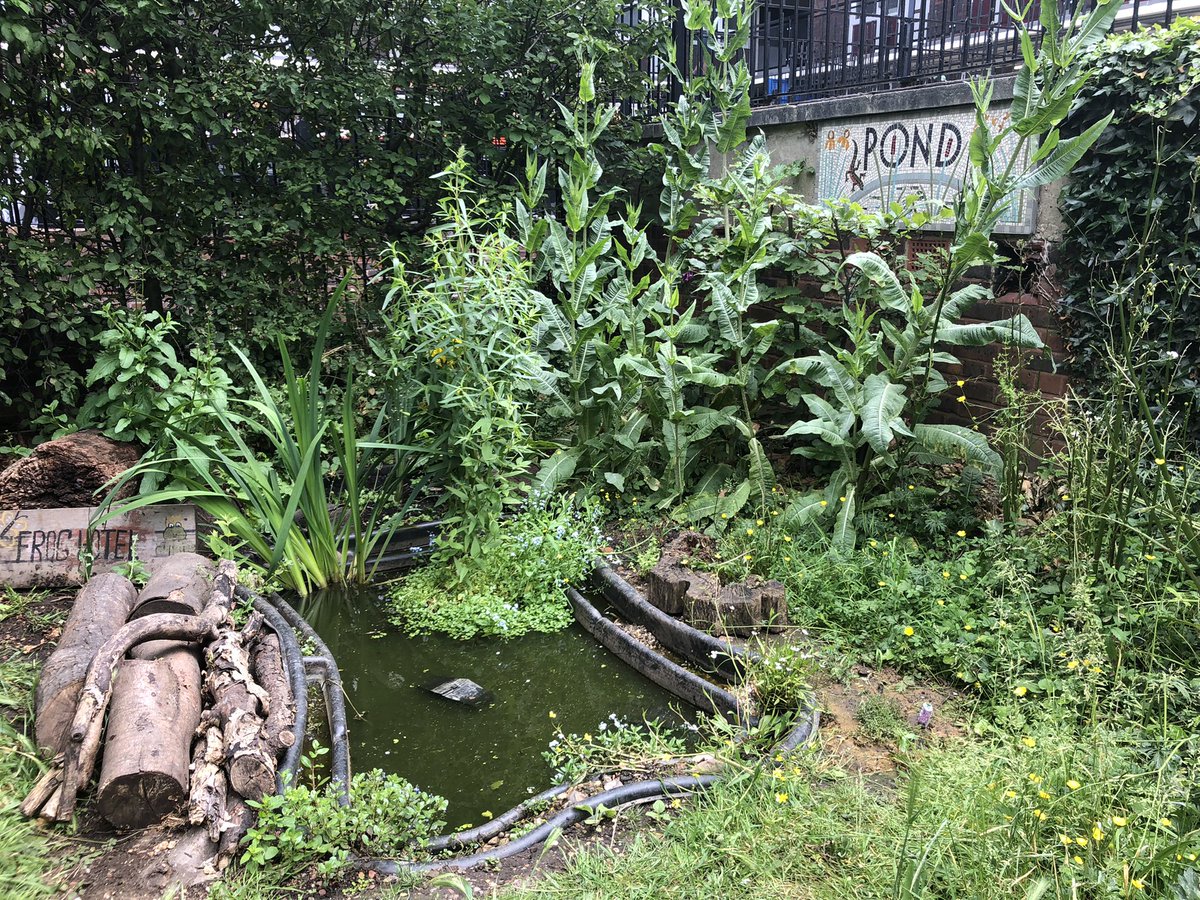 New pond is settling in. Newts are laying eggs! #wildlifepond #justaddwater