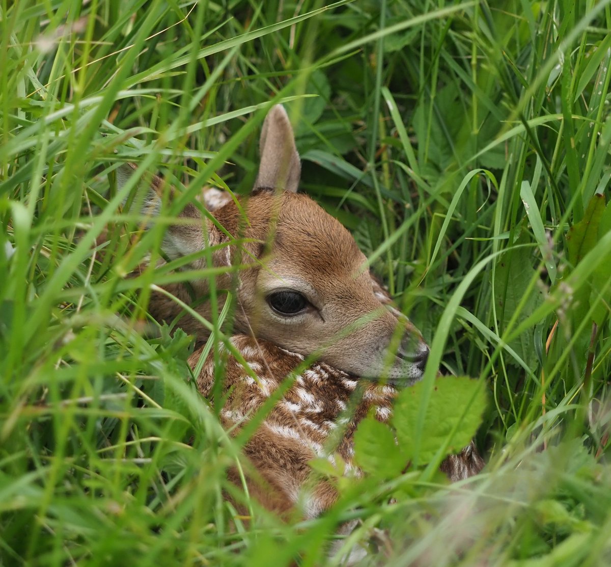 A remarkable count of 2,540 Greater Butterfly Orchids was made recently by the Vale Landscape Heritage Trust across several of their managed orchards in Worcestershire.
A fantastic privilege to see these &amp; other species yesterday 😀 great work 👍 they are proud of their orchids!