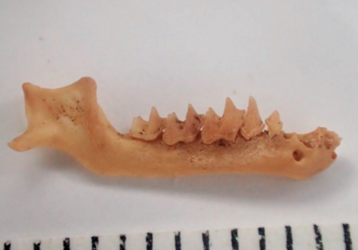 Liz Reed 🦇🦴🦉🐀🐩 tweet media