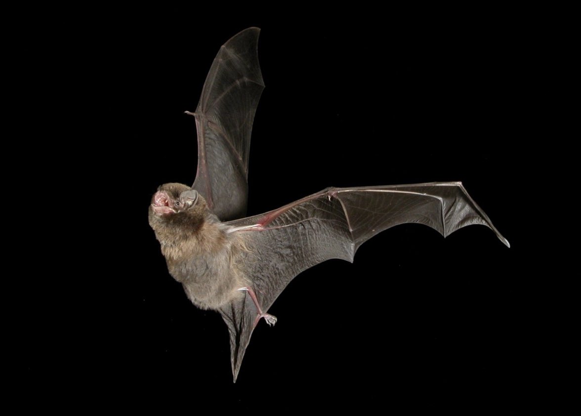 Fossils show that Southern Bent-wing #bats have lived at #NaracoorteCaves for over 500,000 years. It is truly shameful that we've driven them to near-extinction in less than 200 years. Australia is in an extinction crisis🦇theconversation.com/one-of-austral… Bat photo by Steve Bourne.