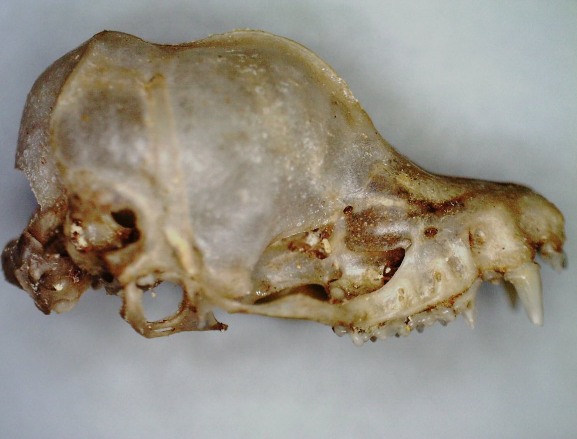 Liz Reed 🦇🦴🦉🐀🐩 tweet media