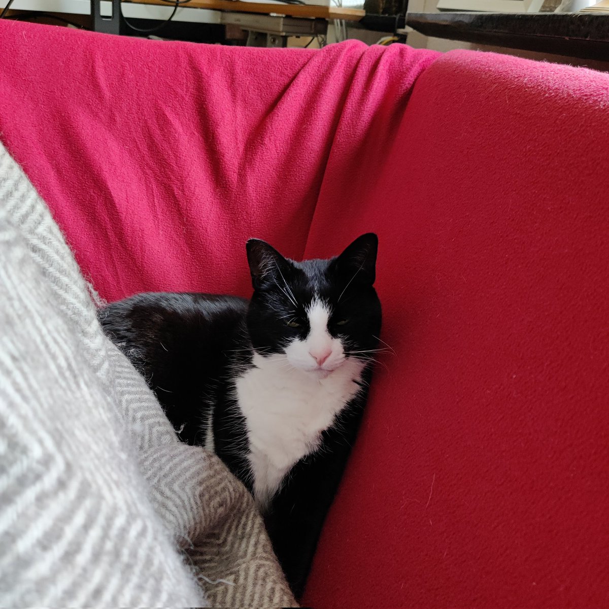 Hylemaskine's tweet photo. I dag er jeg kontorkat hos mor. Hun er træt efter en hård dag igår, så jeg passer hende. https://t.co/tdmfRPxDlj