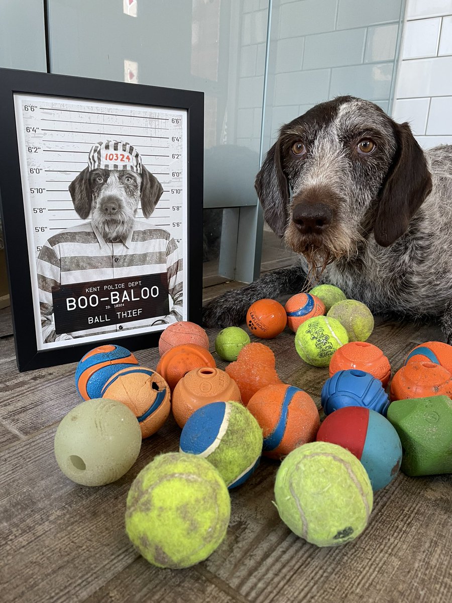 Thank you <a href="/purrandmutt/">Purr & Mutt</a> #guilty #love #loveit #ball #thankyou #fun #dog #dogsofinstagram #naughty #picture #DogsofTwittter