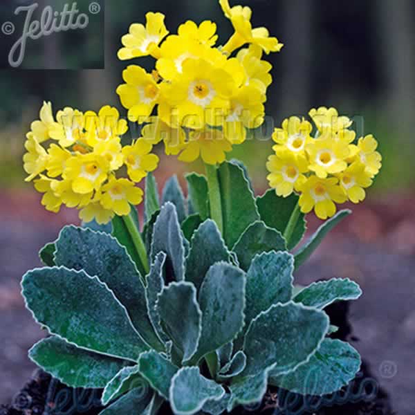 The beautiful Primula Auricula available.

See them on our website barrettsbridge.co.uk/primula-auricu…

#menthanurseries #barrettsbridge #PlugPlants #PrimulaAuricula