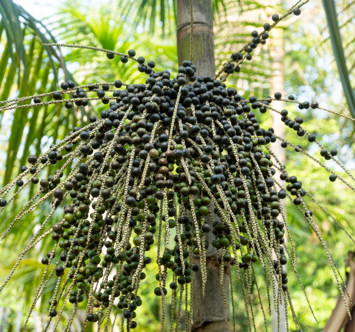 ExplrSuperfoods's tweet photo. Our açaí berries are ethically sourced from Brazil brought to NYC. We are grateful for our farmers who harvest our açaí berries to allow us to provide you with quality taste and ethical sourcing.   
.
. 
.
@ExploreSuperfoods 
#exploresuperfoods #acai #vegan https://t.co/bfwzCa3V2M