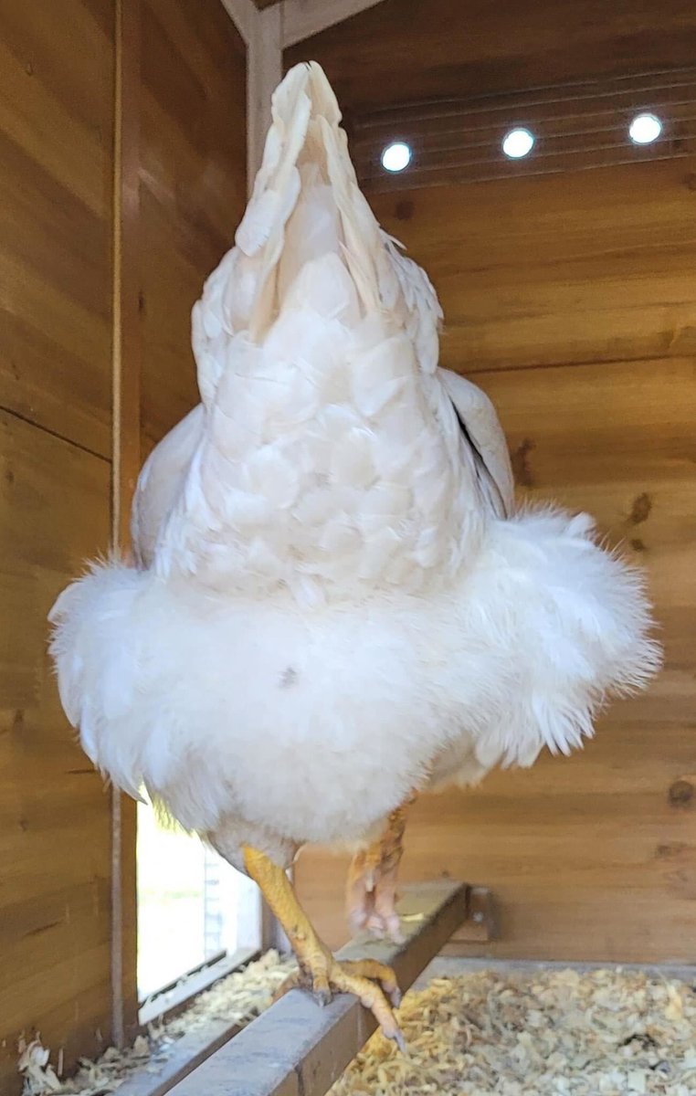MeyerHatchery's tweet photo. Happy Fluffy Butt Friday!

📸: Hannah Young

#reshare #customerphoto #fluffybuttfriday #fluffybutt #chickens #backyardchickens #chickensofinstagram #freerangechickens #repost #meyerhatchery https://t.co/mBrtnl7rQl